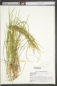 Carex prasina image