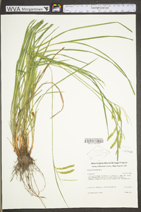 Carex prasina image