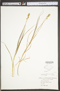 Carex projecta image