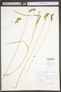 Carex projecta image