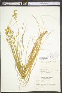 Carex projecta image