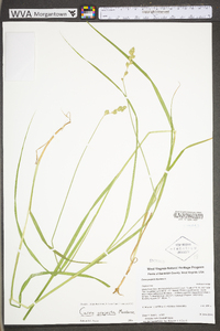 Carex projecta image