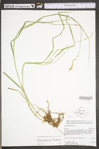 Carex projecta image