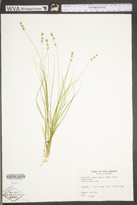 Carex radiata image