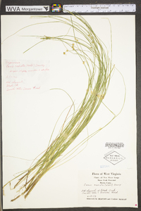 Carex radiata image