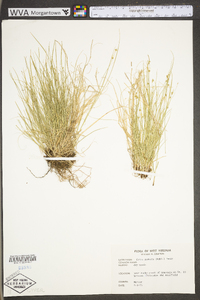 Carex radiata image