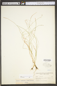 Carex radiata image