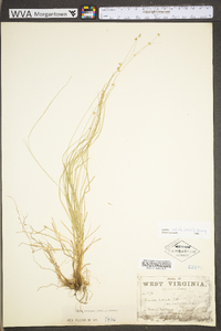 Carex radiata image