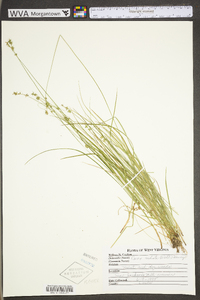 Carex radiata image