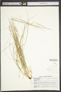 Carex radiata image