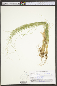 Carex radiata image