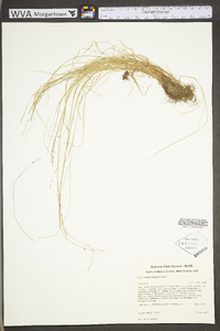 Carex radiata image