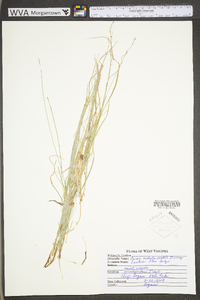 Carex radiata image