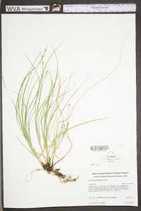 Carex radiata image