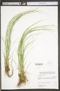 Carex radiata image