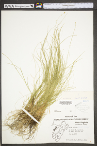 Carex radiata image