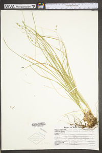 Carex radiata image