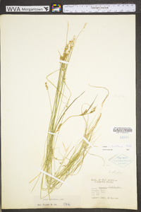 Carex retroflexa image