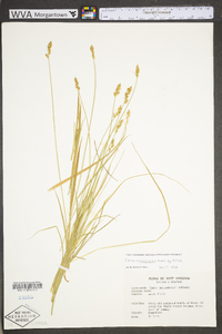 Carex retroflexa image