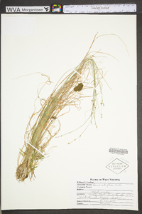 Carex retroflexa image