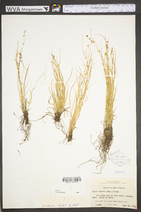 Carex radiata image