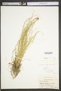 Carex radiata image