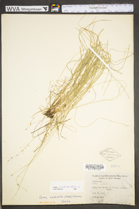 Carex radiata image