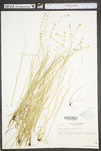 Carex radiata image