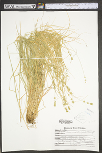 Carex radiata image