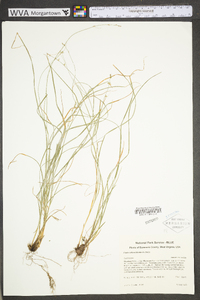 Carex radiata image