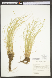 Carex radiata image