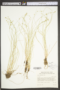 Carex radiata image