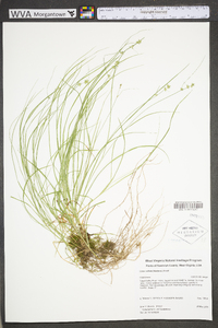 Carex radiata image