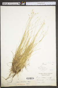 Carex retroflexa image