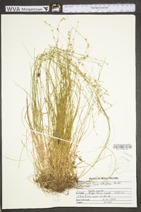 Carex retroflexa image