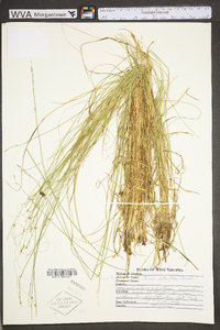 Carex retroflexa image