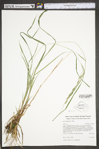 Carex roanensis image