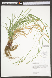 Carex roanensis image