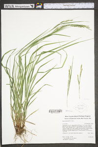 Carex roanensis image