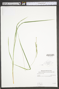 Carex roanensis image