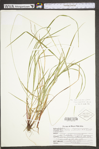 Carex aestivalis image