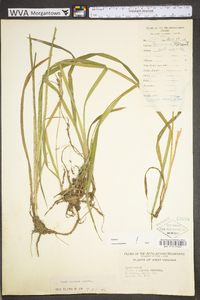 Carex scabrata image