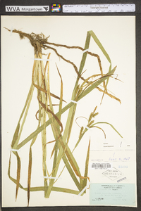 Carex scabrata image