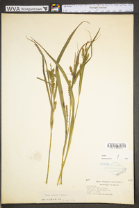 Carex scabrata image