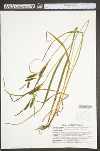 Carex scabrata image