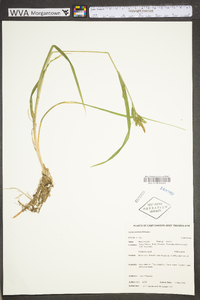 Carex scabrata image