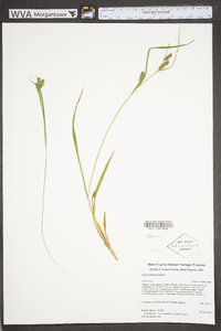 Carex scabrata image