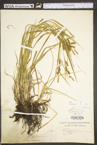 Carex scabrata image