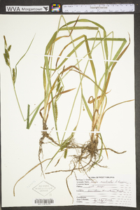 Carex scabrata image