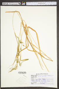 Carex scabrata image